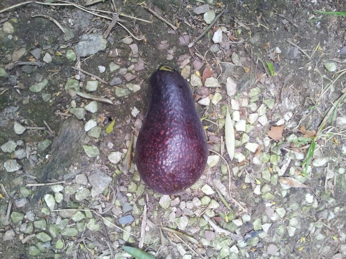 Est-ce que l'avocat craint le gel ?