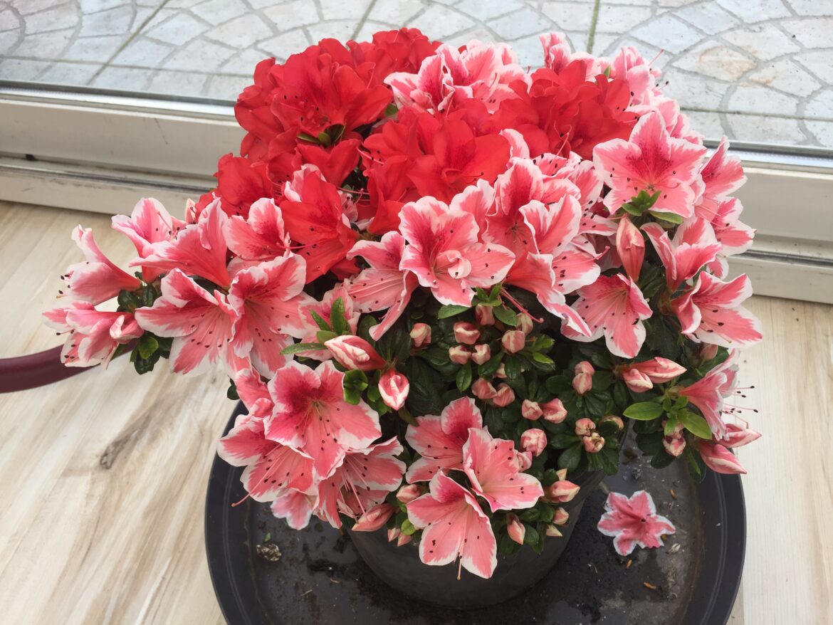 Est-ce que l'azalée craint le gel ?