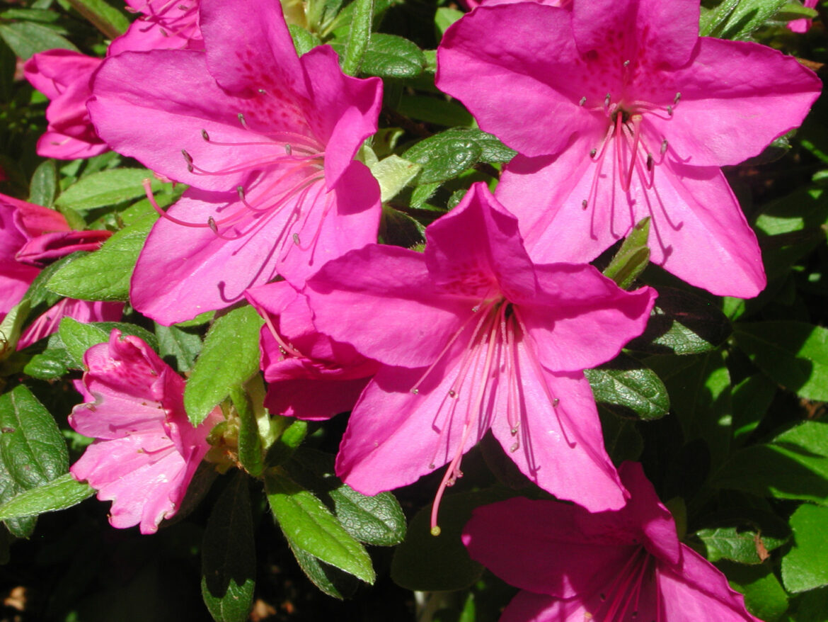 Est-ce que l'azalée refleurit ?