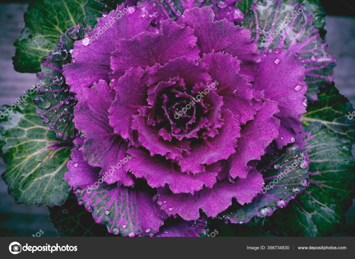 Est-ce que le Chou-fleur est bon pour le foie ?