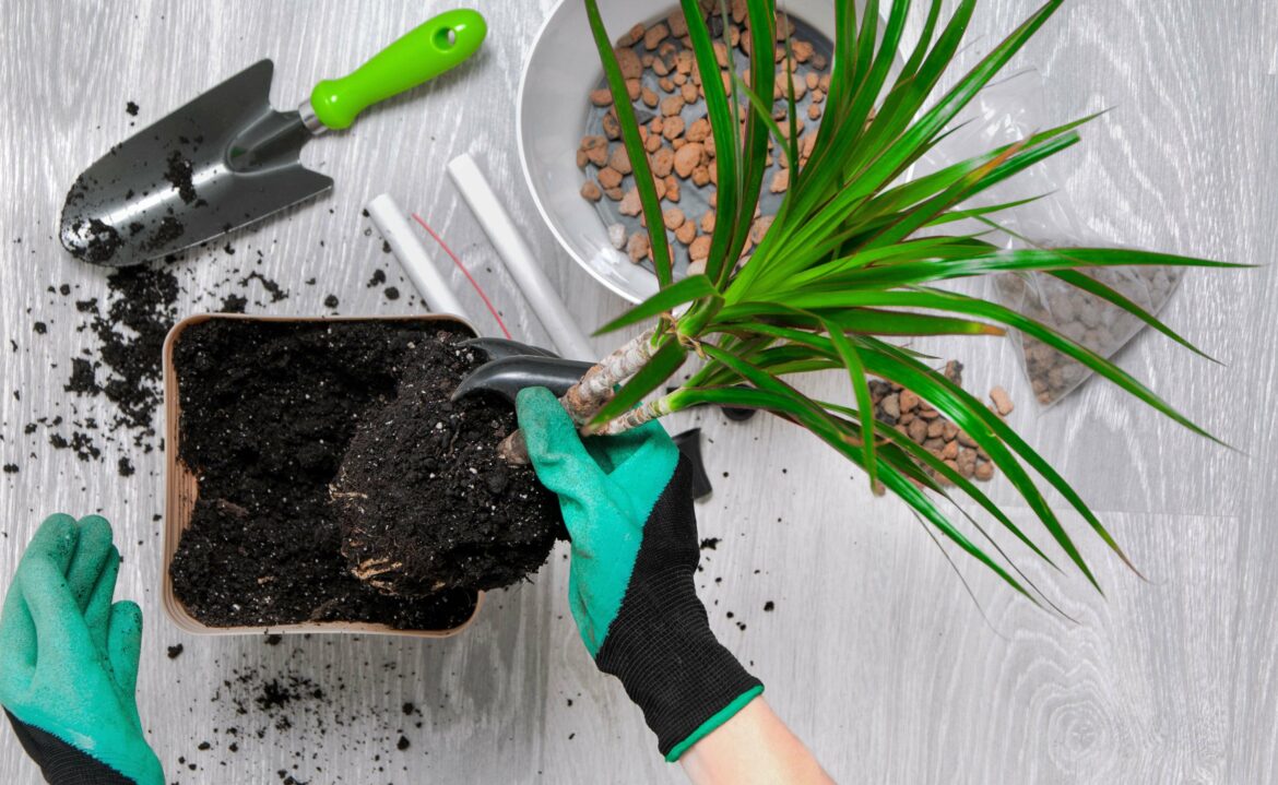 Est-ce que le Pépéromia fleuri ?