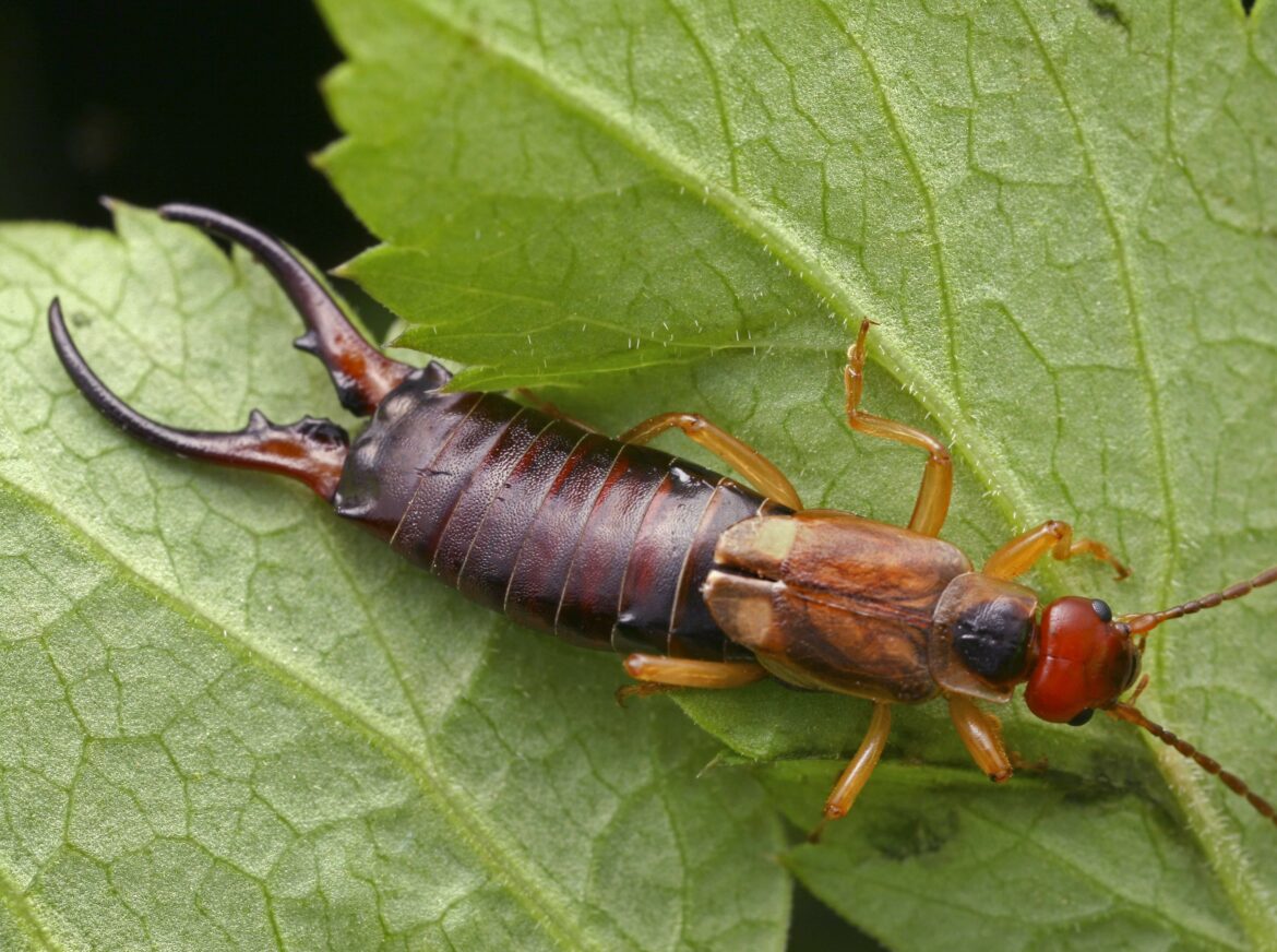 Est-ce que le Perce-oreille est dangereux ?
