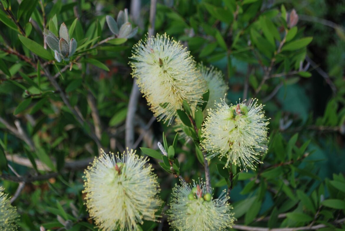 Est-ce que le Rince-bouteille gelé ?