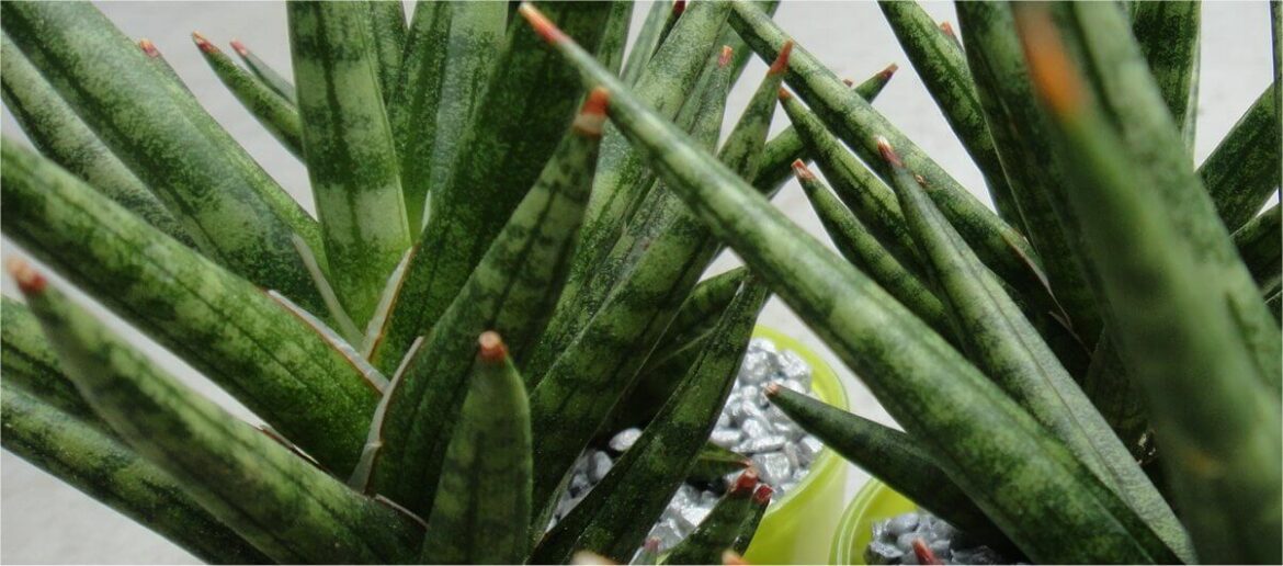 Est-ce que le Sanseveria fleuri ?