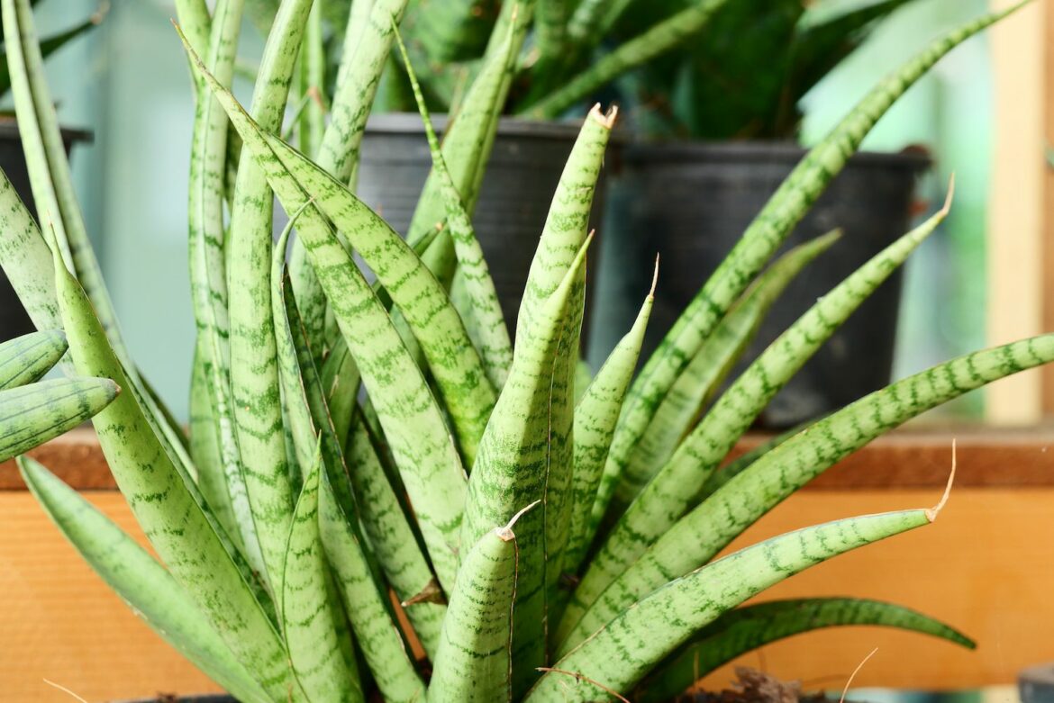 Est-ce que le Sanseveria fleuri ?