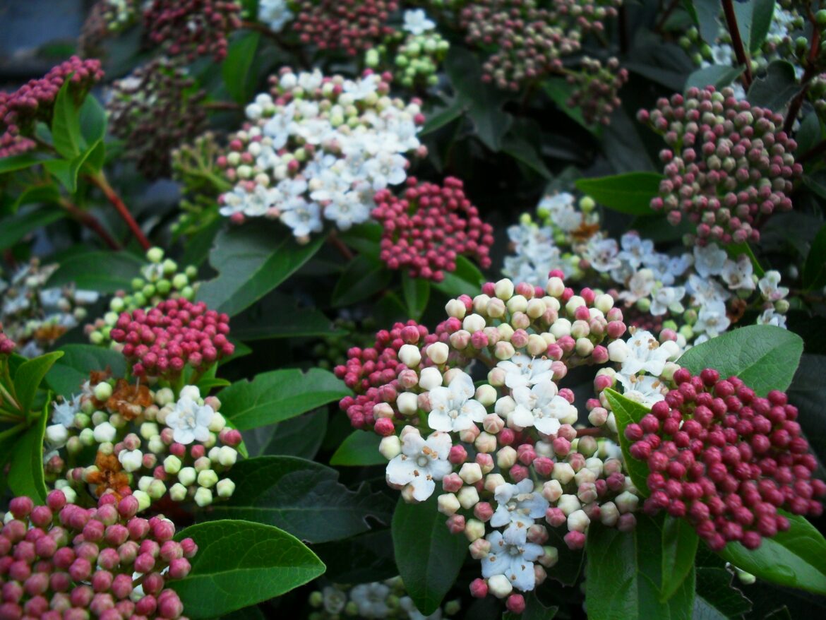 How Fast Do Viburnum Tinus Grow