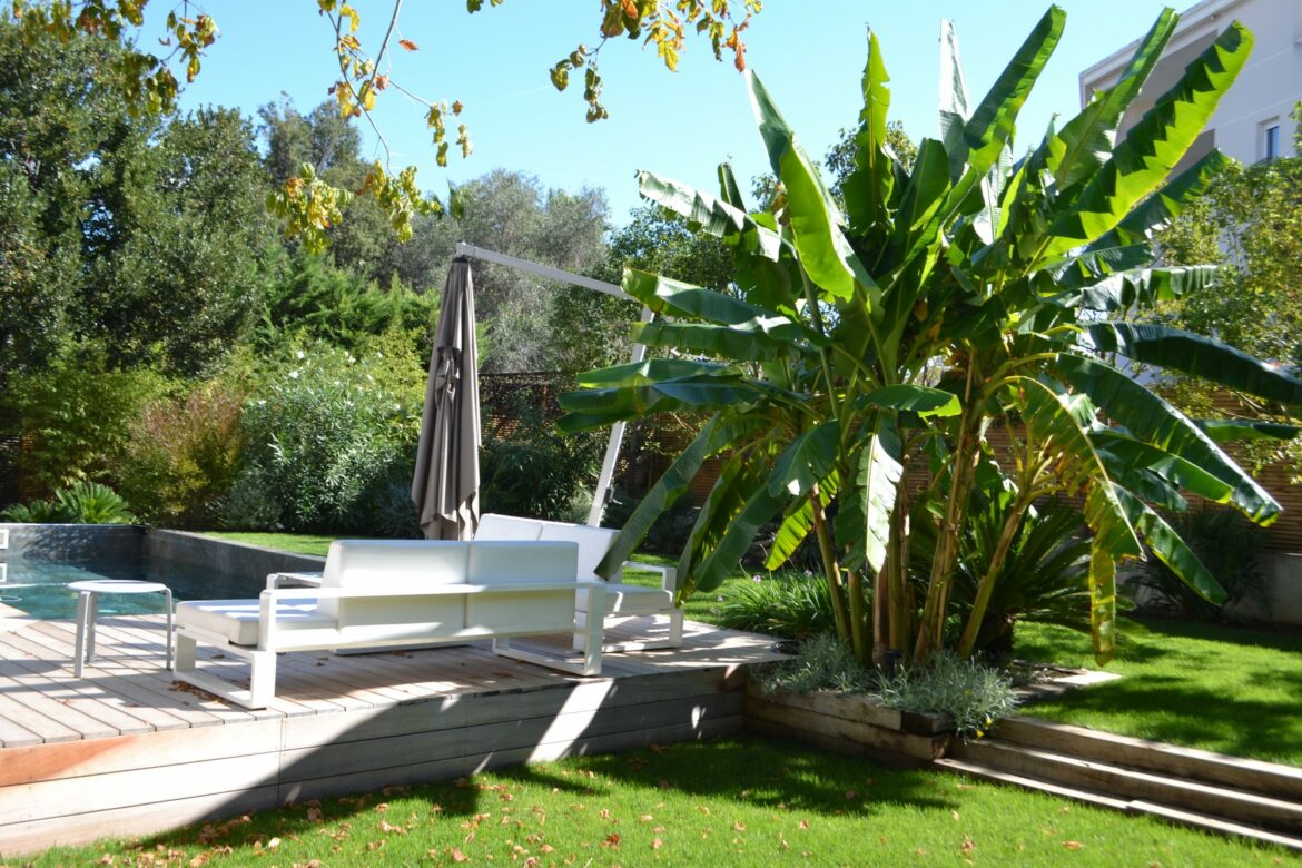 Est-ce que le bananier fait des grosses racines ?