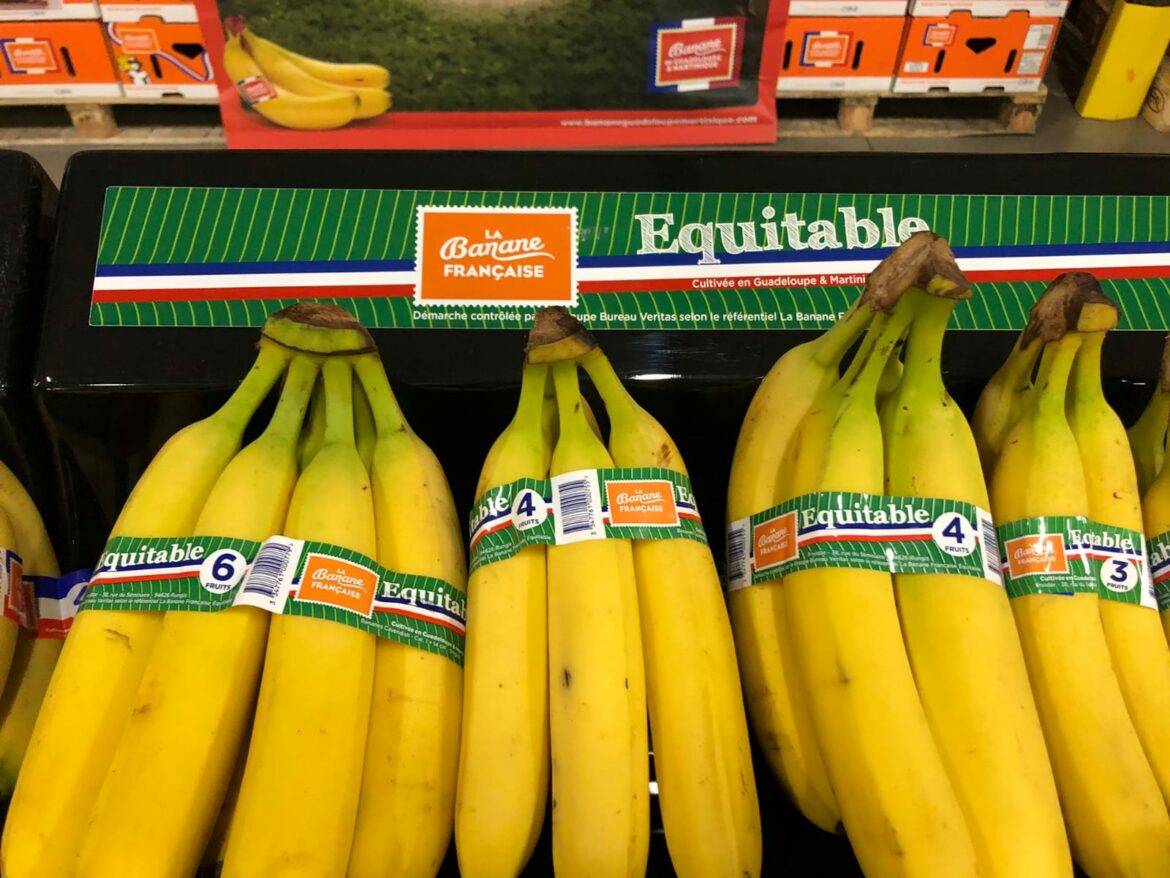 Est-ce que le bananier pousse vite ?