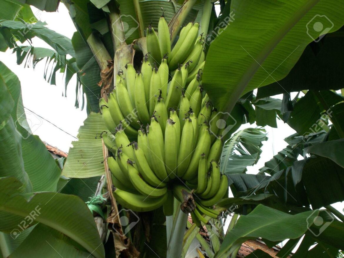 Est-ce que le bananier pousse vite ?