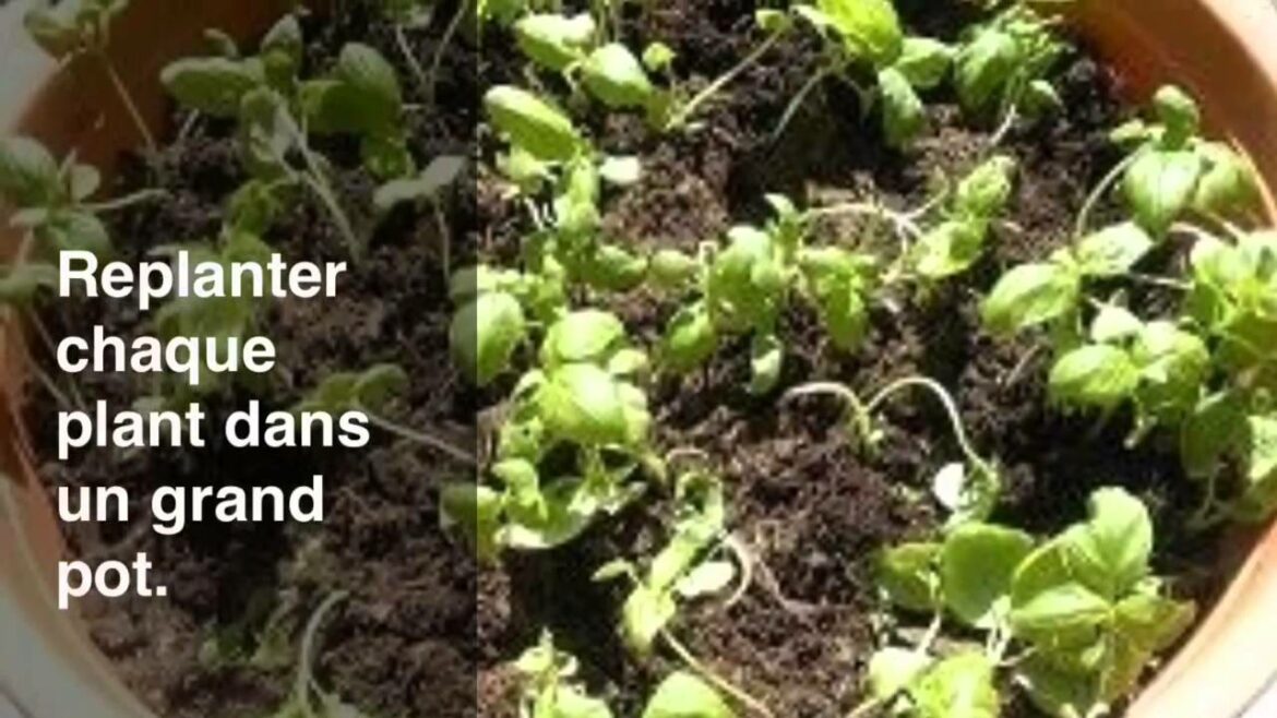 Est-ce que le basilic repousse d'une année à l'autre ?