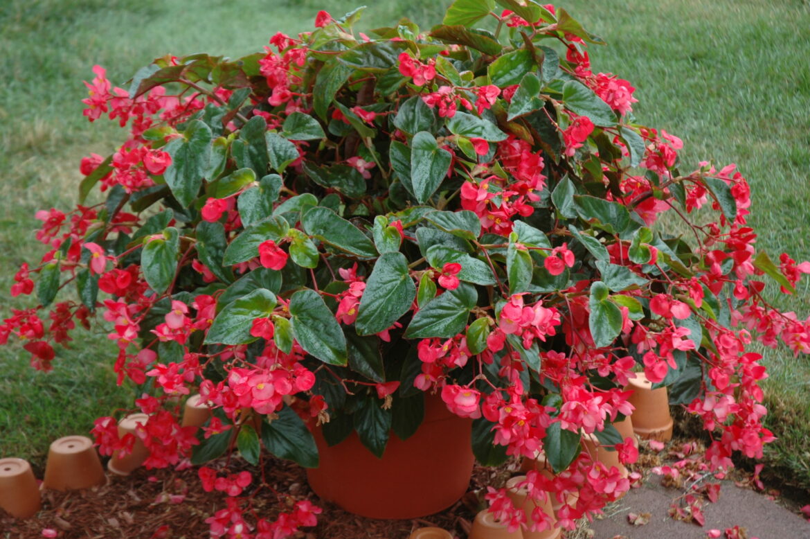 Est-ce que le bégonia aime le soleil ?