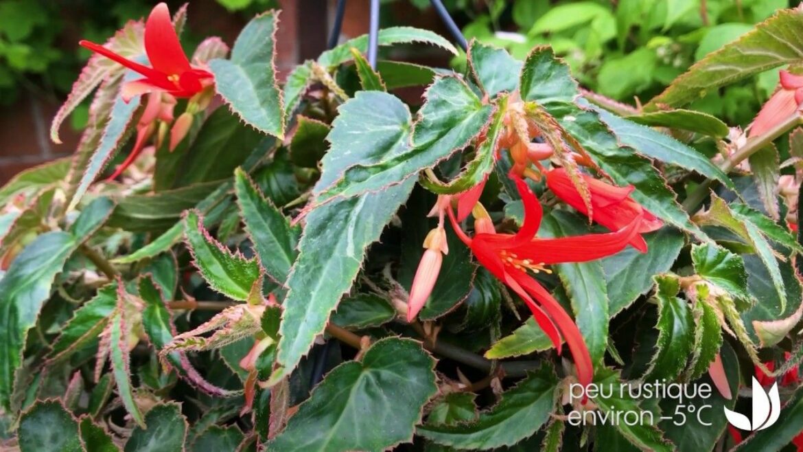 Est-ce que le bégonia craint le gel ?