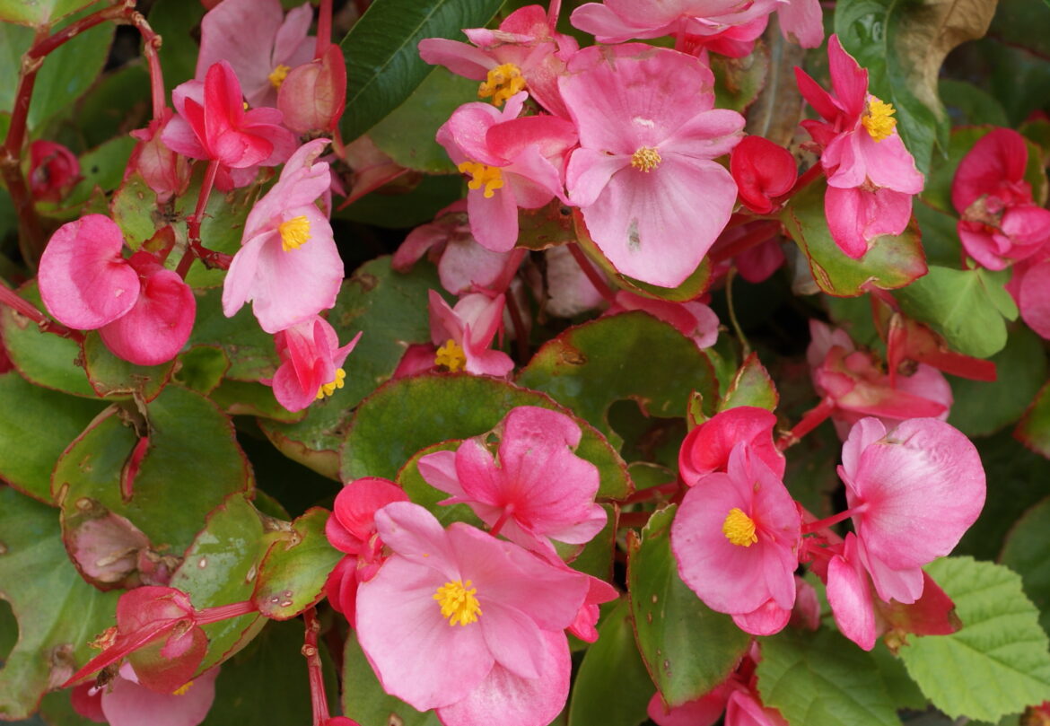 Est-ce que le bégonia est une plante vivace ?