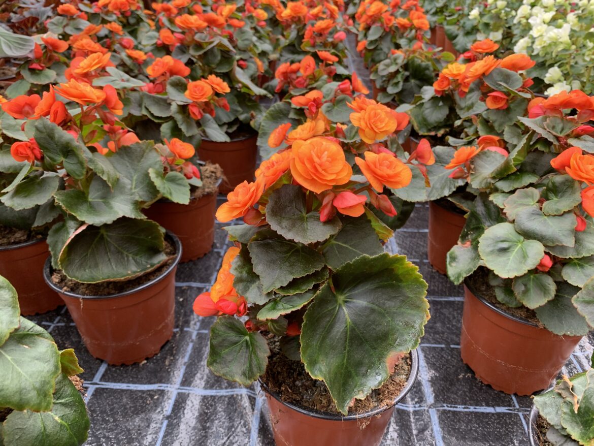 Est-ce que le bégonia est une plante vivace ?