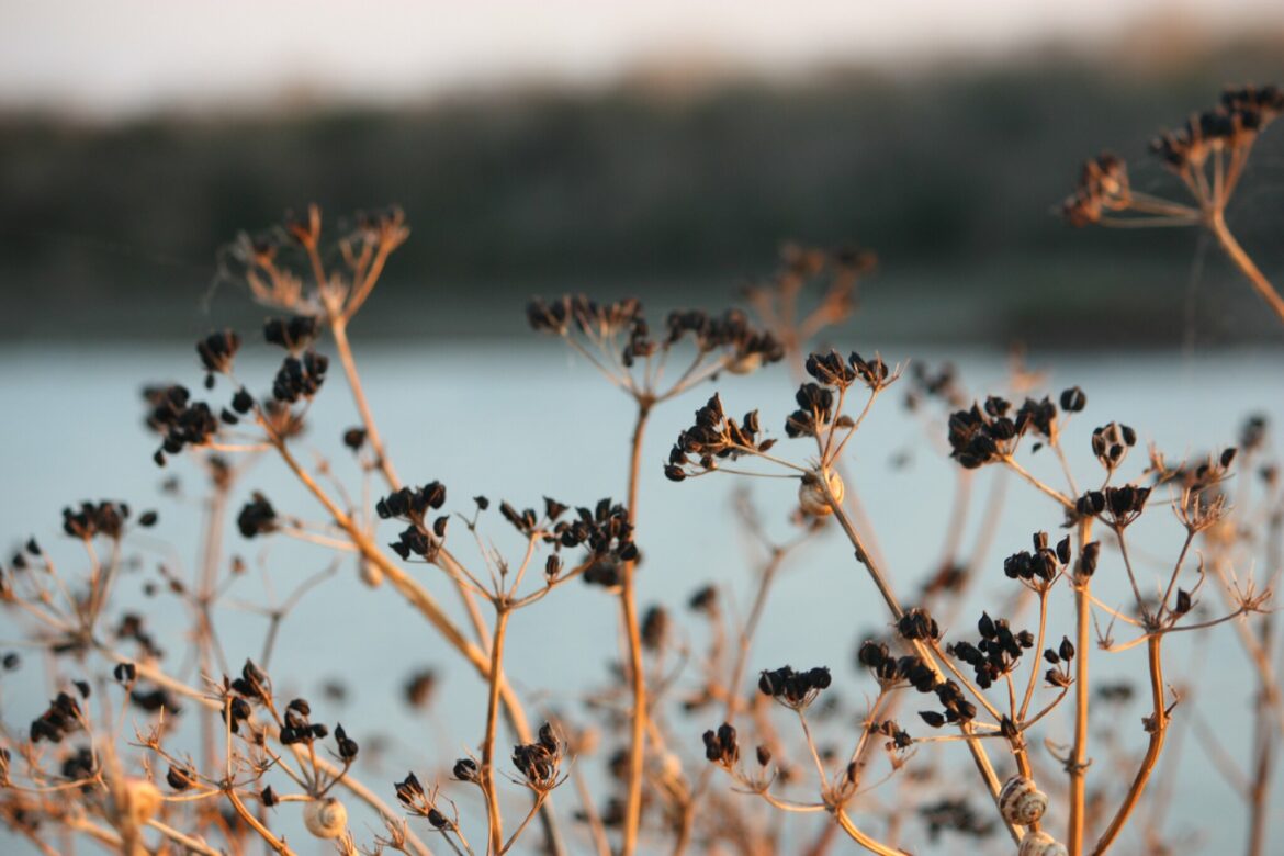 Est-ce que le bégonia peut aller dehors ?