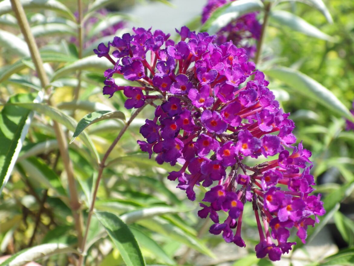 Est-ce que le buddleia est persistant ?