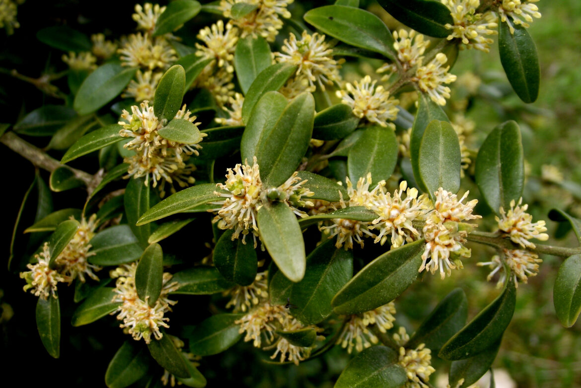 Est-ce que le buis fleuri ?
