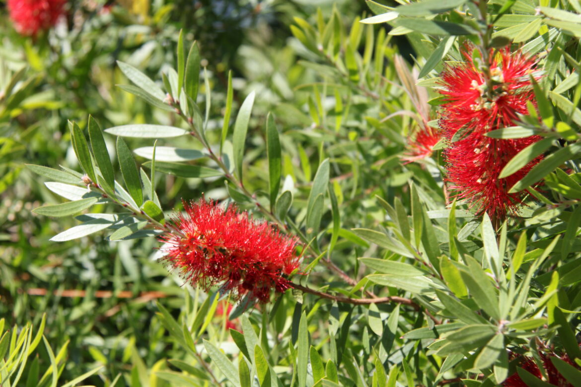 Est-ce que le callistemon craint le gel ?