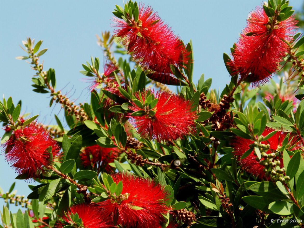 Est-ce que le callistemon perd ses feuilles ?