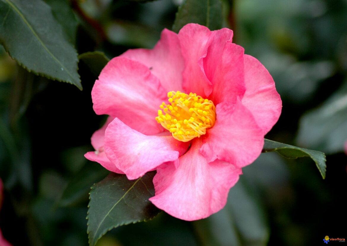Est-ce que le camélia craint le froid ?