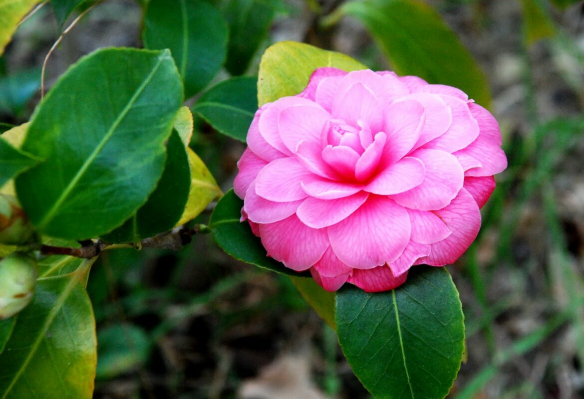 Est-ce que le camélia pousse vite ?