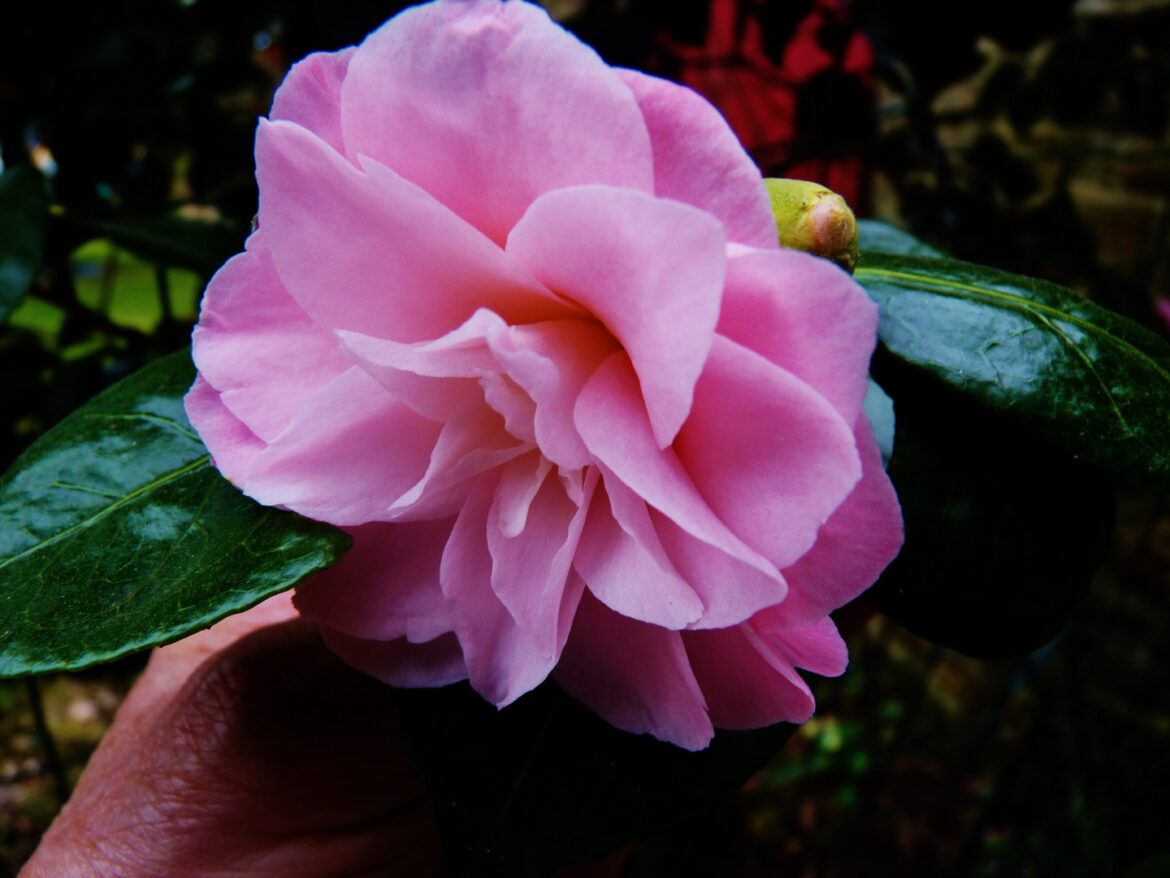 Est-ce que le camélia pousse vite ?