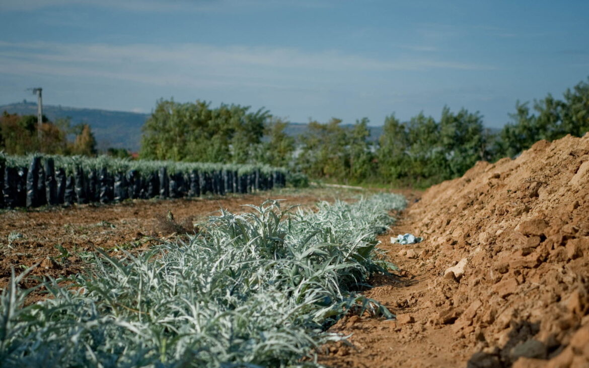 Est-ce que le cardon est vivace ?
