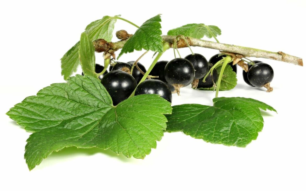 Est-ce que le cassis est bon pour la santé ?