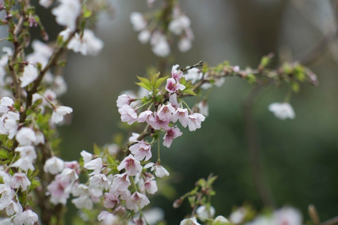 Est-ce que le cerisier du Japon pousse vite ?