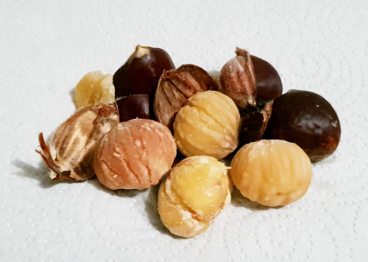 Est-ce que le châtaignier pousse vite ?