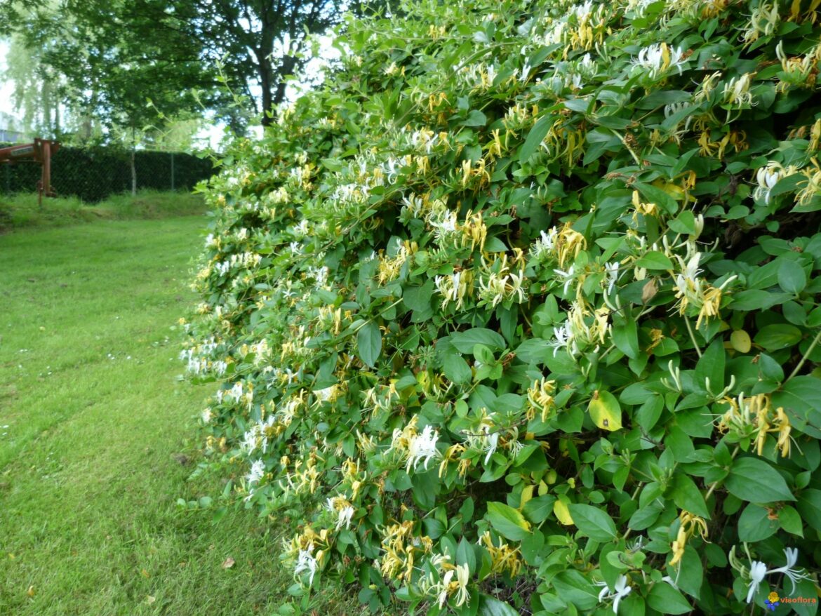 Est-ce que le chèvrefeuille craint le gel ?
