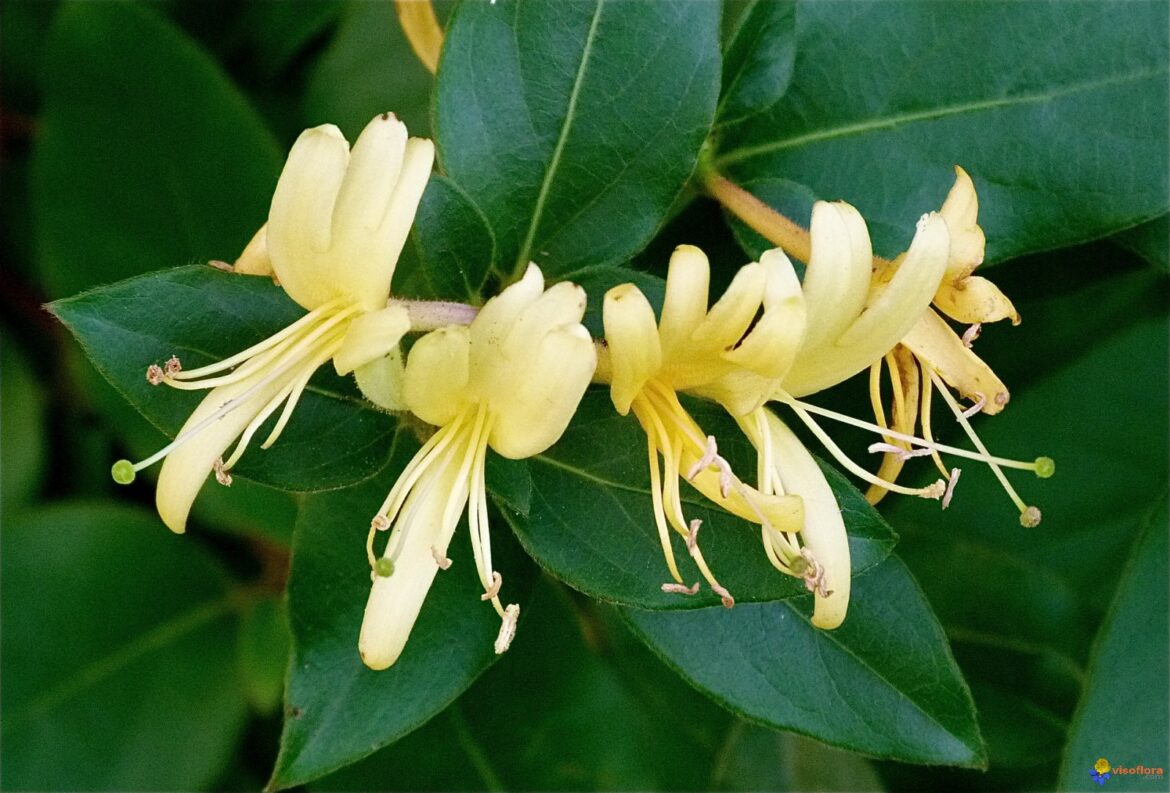 Est-ce que le chèvrefeuille perd ses feuilles ?