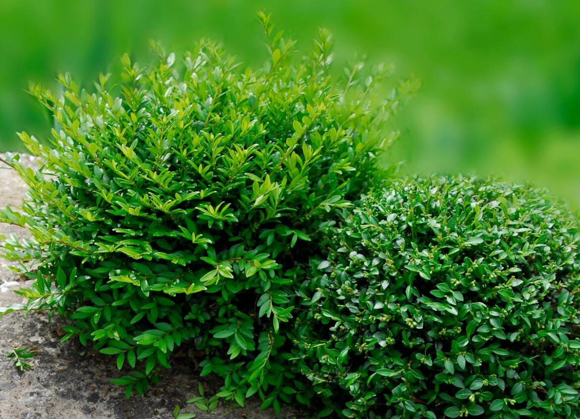 Est-ce que le chèvrefeuille pousse vite ?