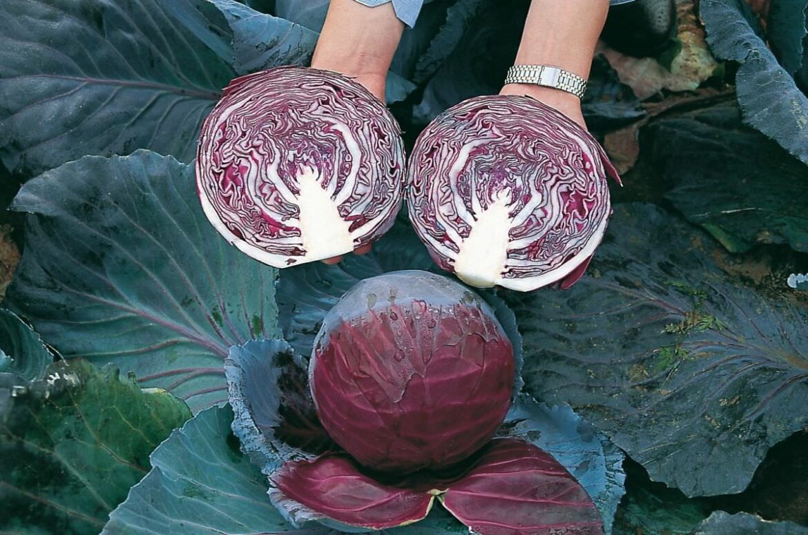 Est-ce que le chou rouge craint le gel ?