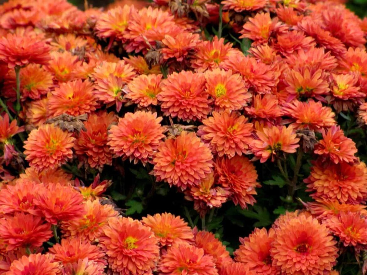 Est-ce que le chrysanthème repousse ?