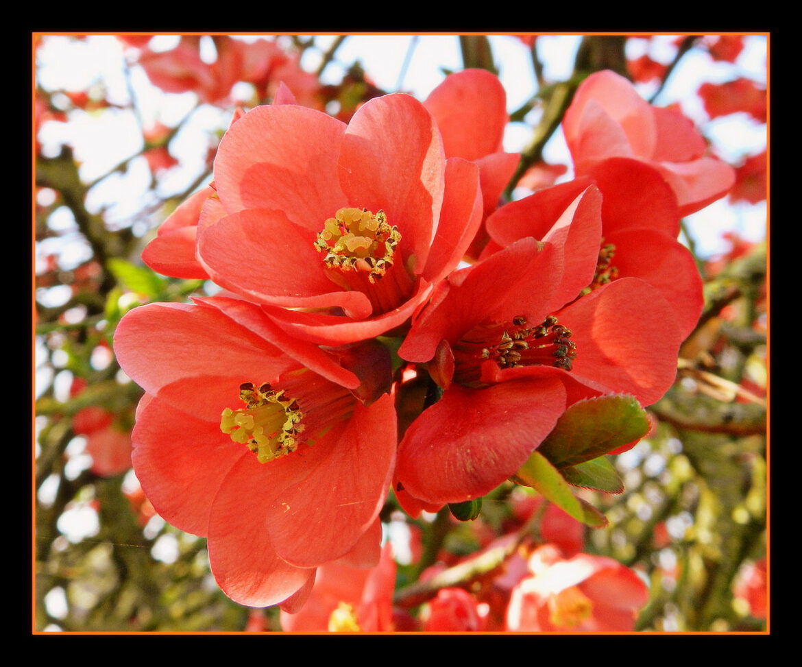 Est-ce que le cognassier du Japon pousse vite ?