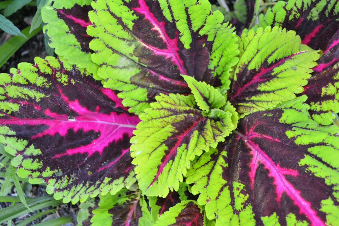 Est-ce que le coléus est toxique ?