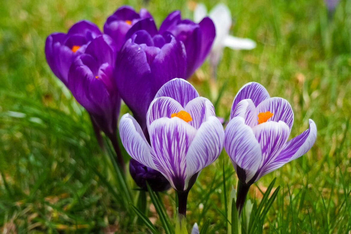 Est-ce que le crocus est une plante vivace ?