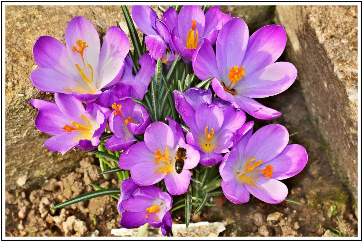 Est-ce que le crocus est une plante vivace ?