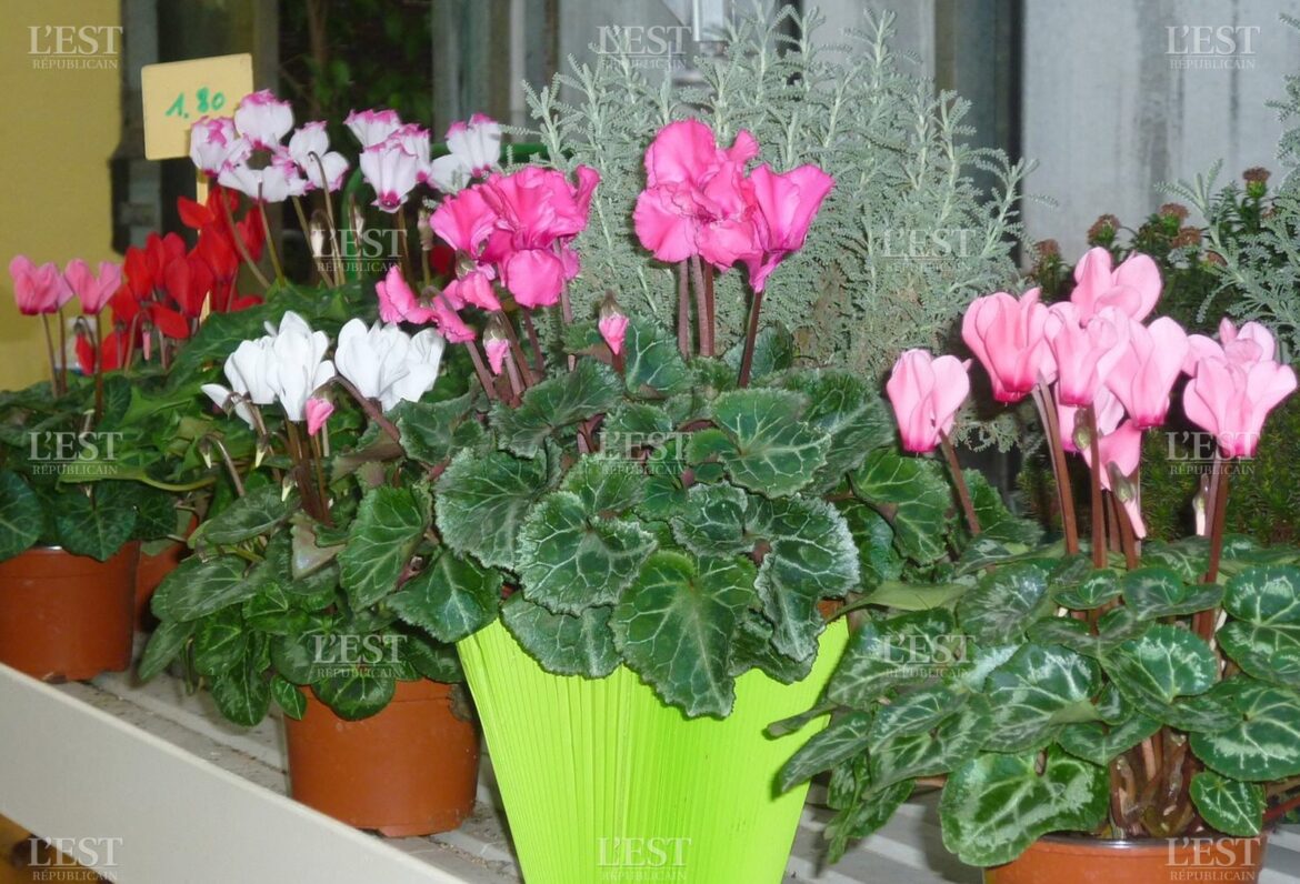 Est-ce que le cyclamen craint le froid ?