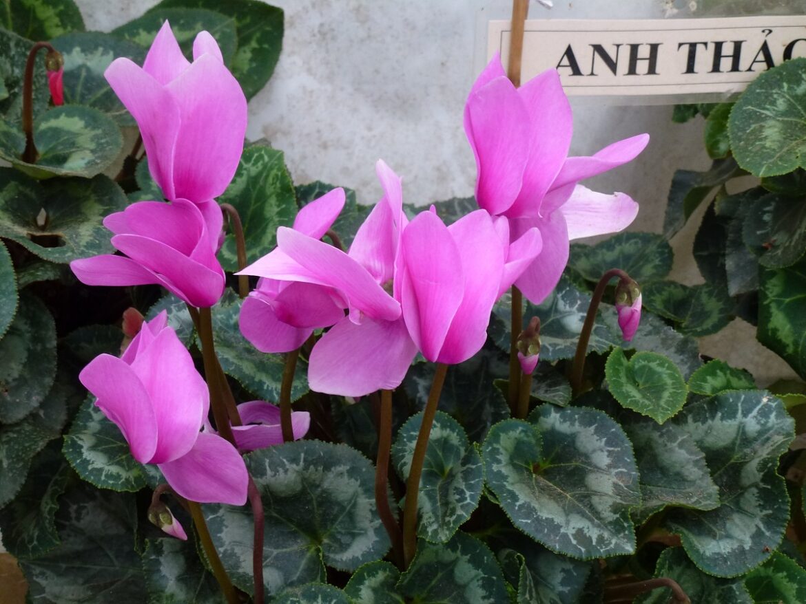 Est-ce que le cyclamen craint le froid ?