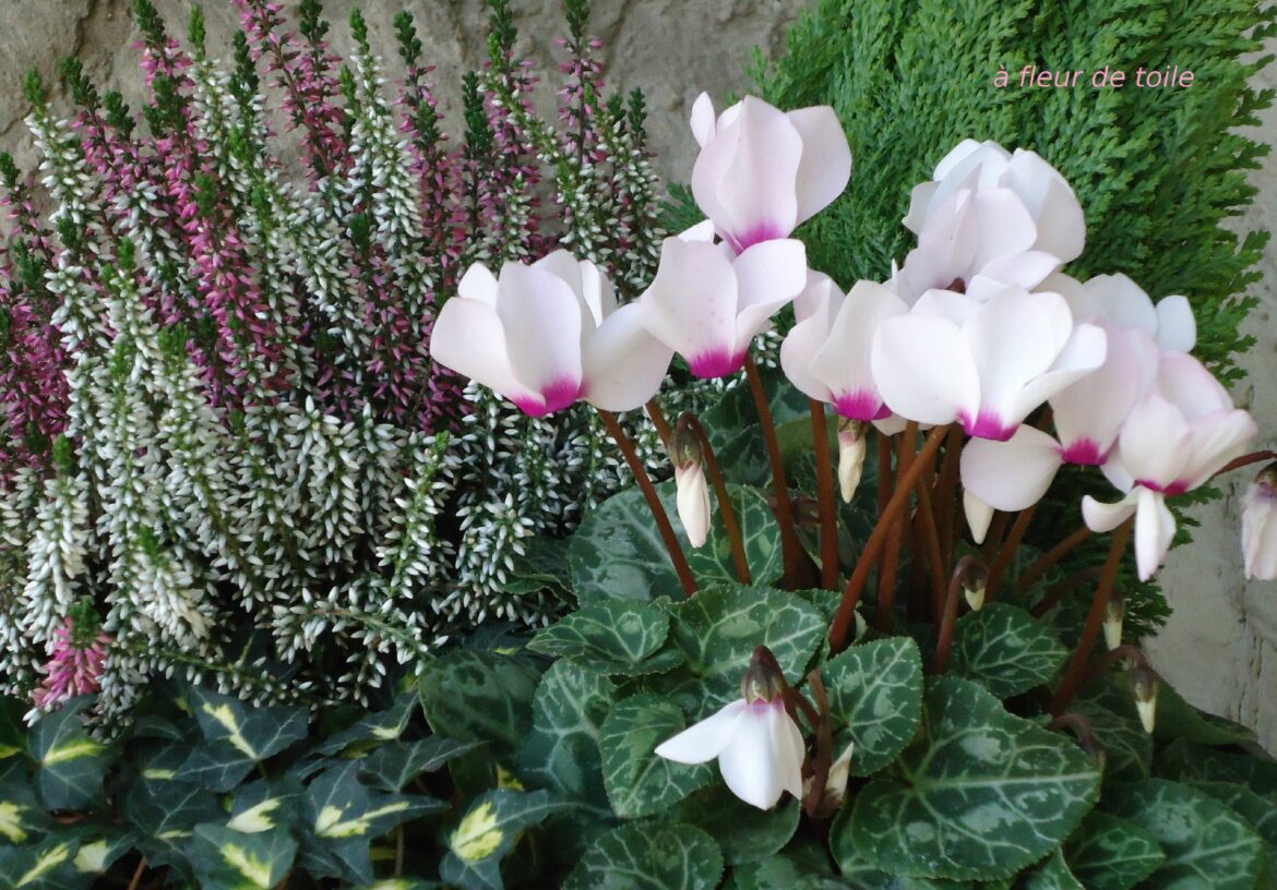 Est-ce que le cyclamen est une plante d'extérieur ?