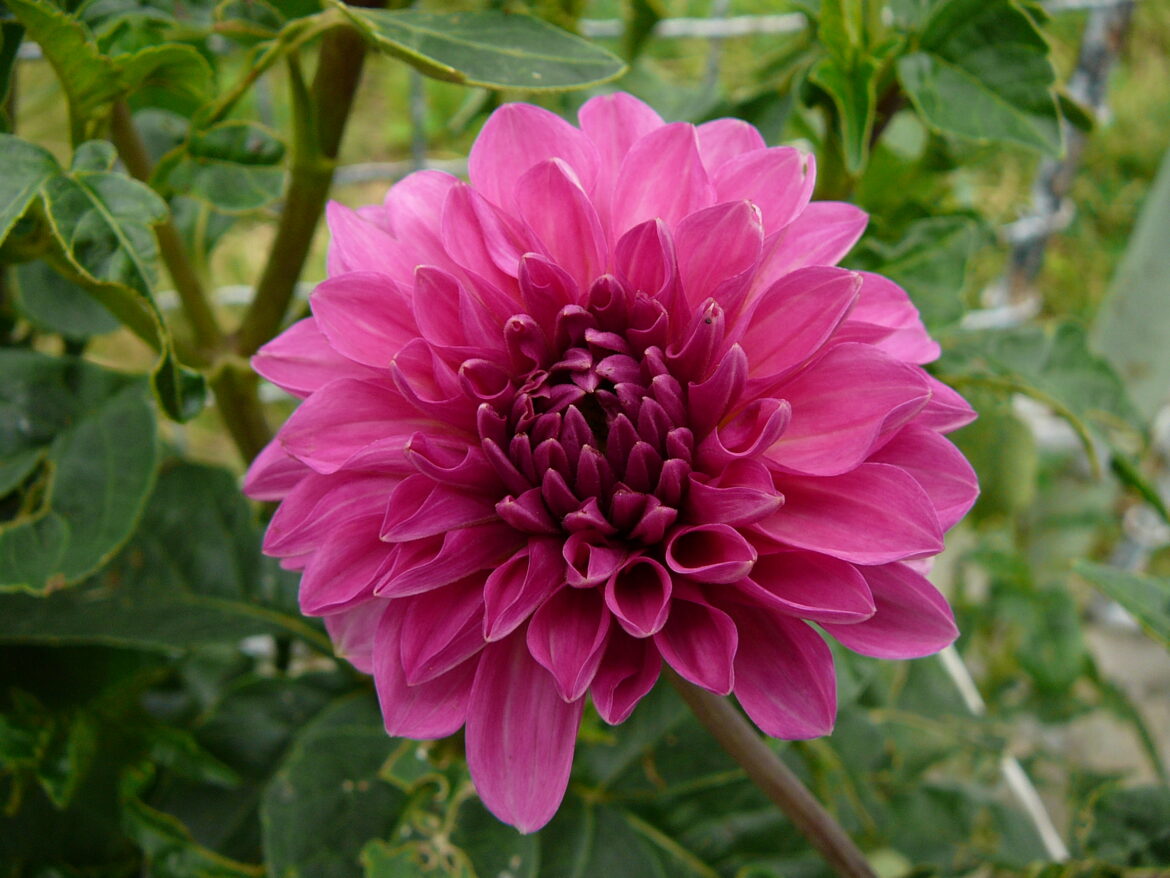Est-ce que le dahlia repousse tous les ans ?