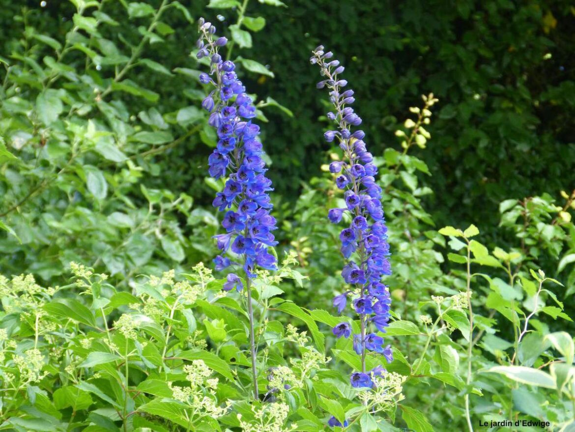 Est-ce que le delphinium gelé ?
