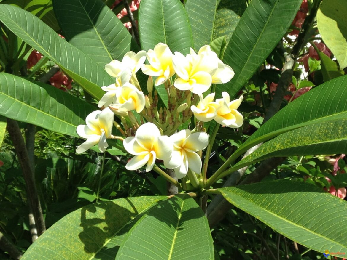 Est-ce que le frangipanier perd ses feuilles l'hiver ?