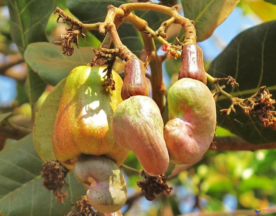 Ingabe izithelo ze-cashew zingadliwa? - Umagazini Wokugcina Izindlu ...