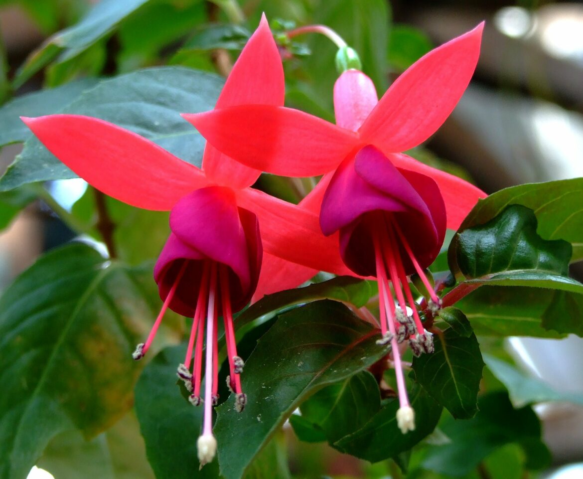 Est-ce que le fuchsia est une plante vivace ?