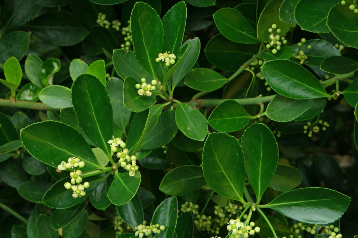 Est-ce que le fusain fleuri ?