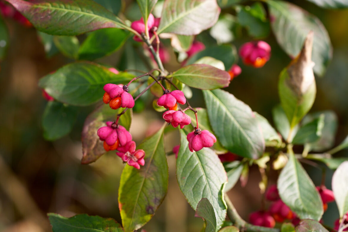 Est-ce que le fusain pousse vite ?