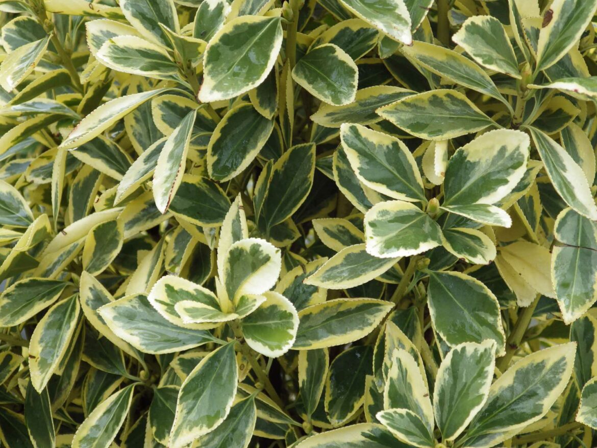 Est-ce que le fusain pousse vite ?